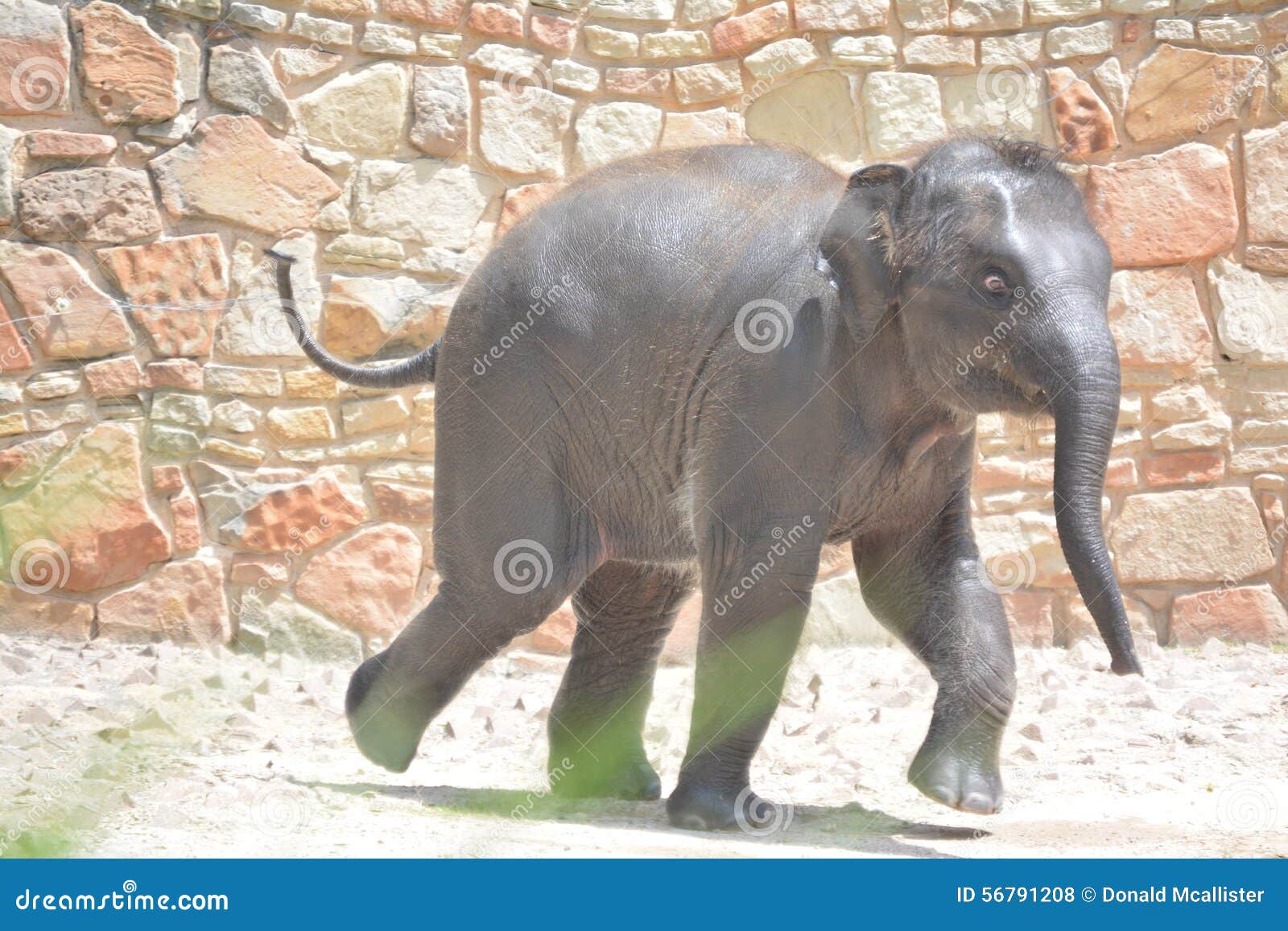 Baby elephant running stock photo. Image of running, baby 56791208