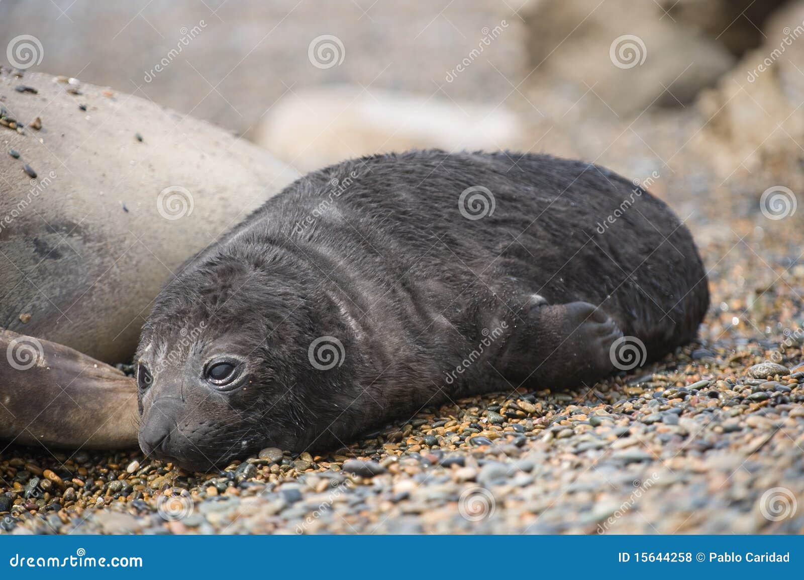 Baby Elephant Seal in Patagonia. Stock Photo Image of cute, eyes