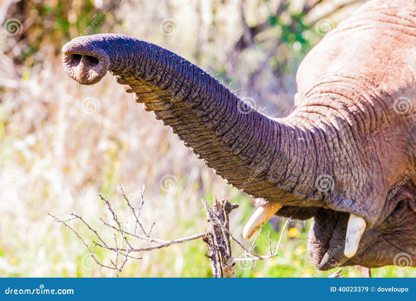 Close up of the nostril holes on the tip of an African elephant trunk Stock  Photo - Alamy