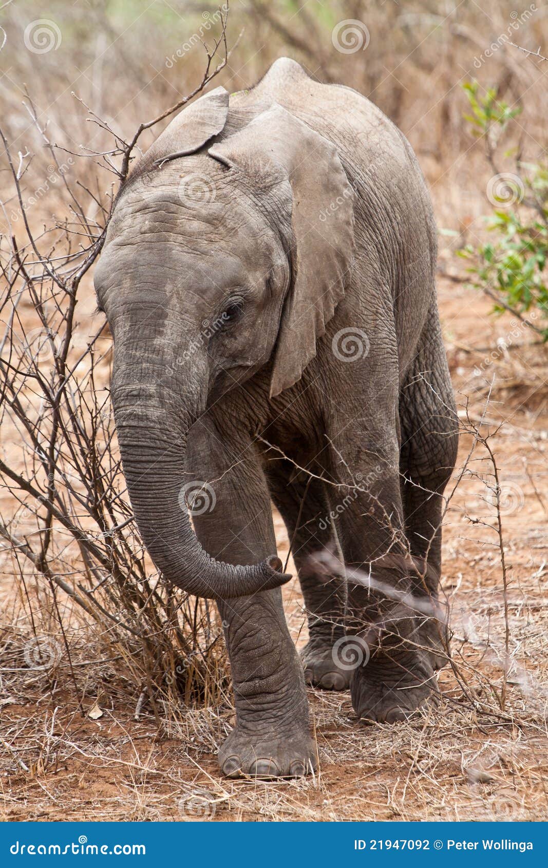 Baby elephant walking stock photo. Image of wilderness 21947092