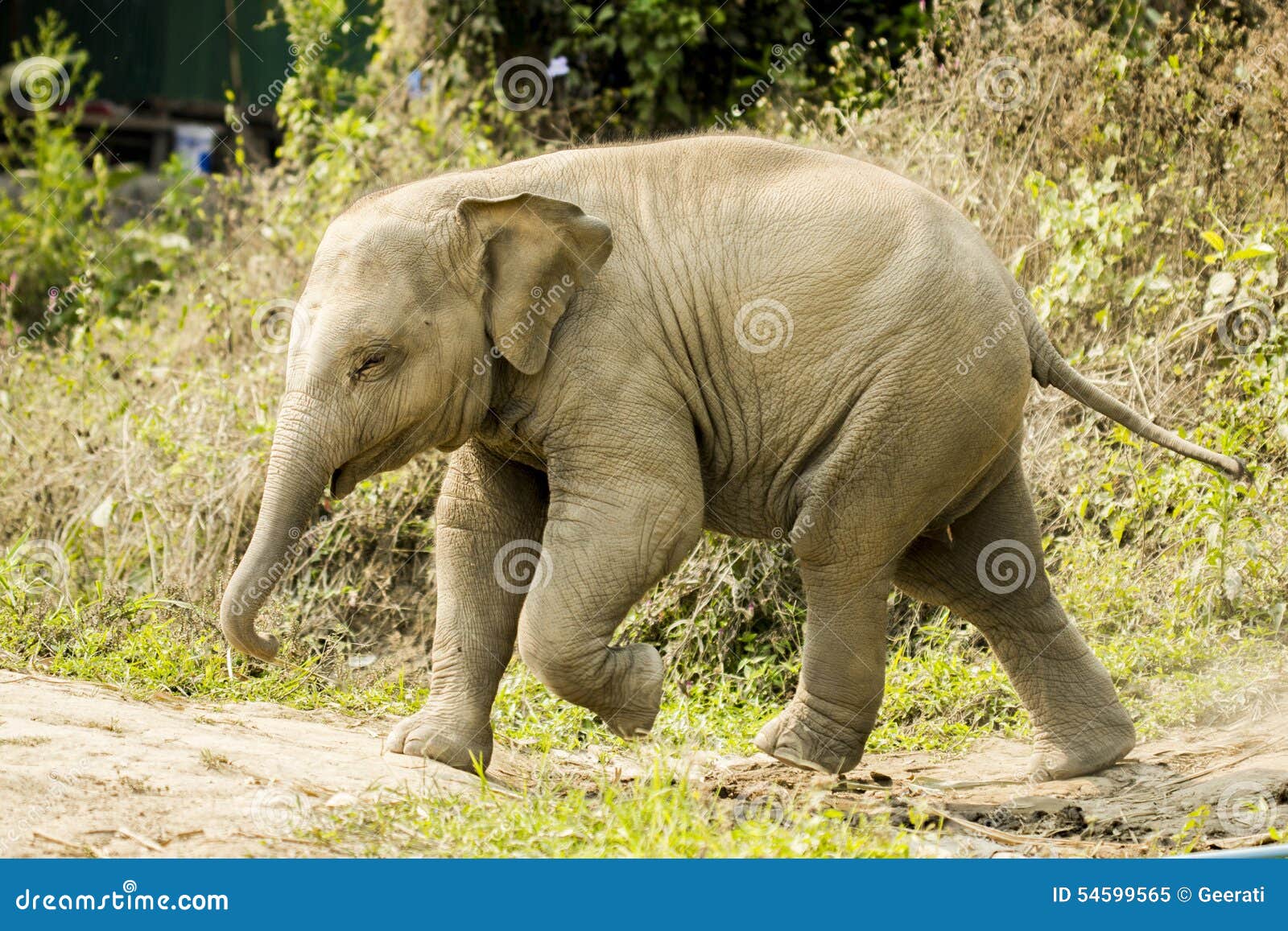Baby elephant walking stock image. Image of isolated 54599565