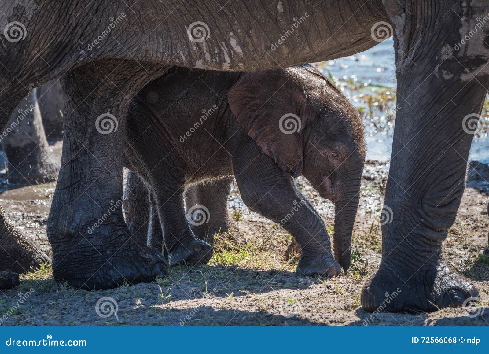 Baby Elephant Walking between Legs of Mother Stock Photo Image of