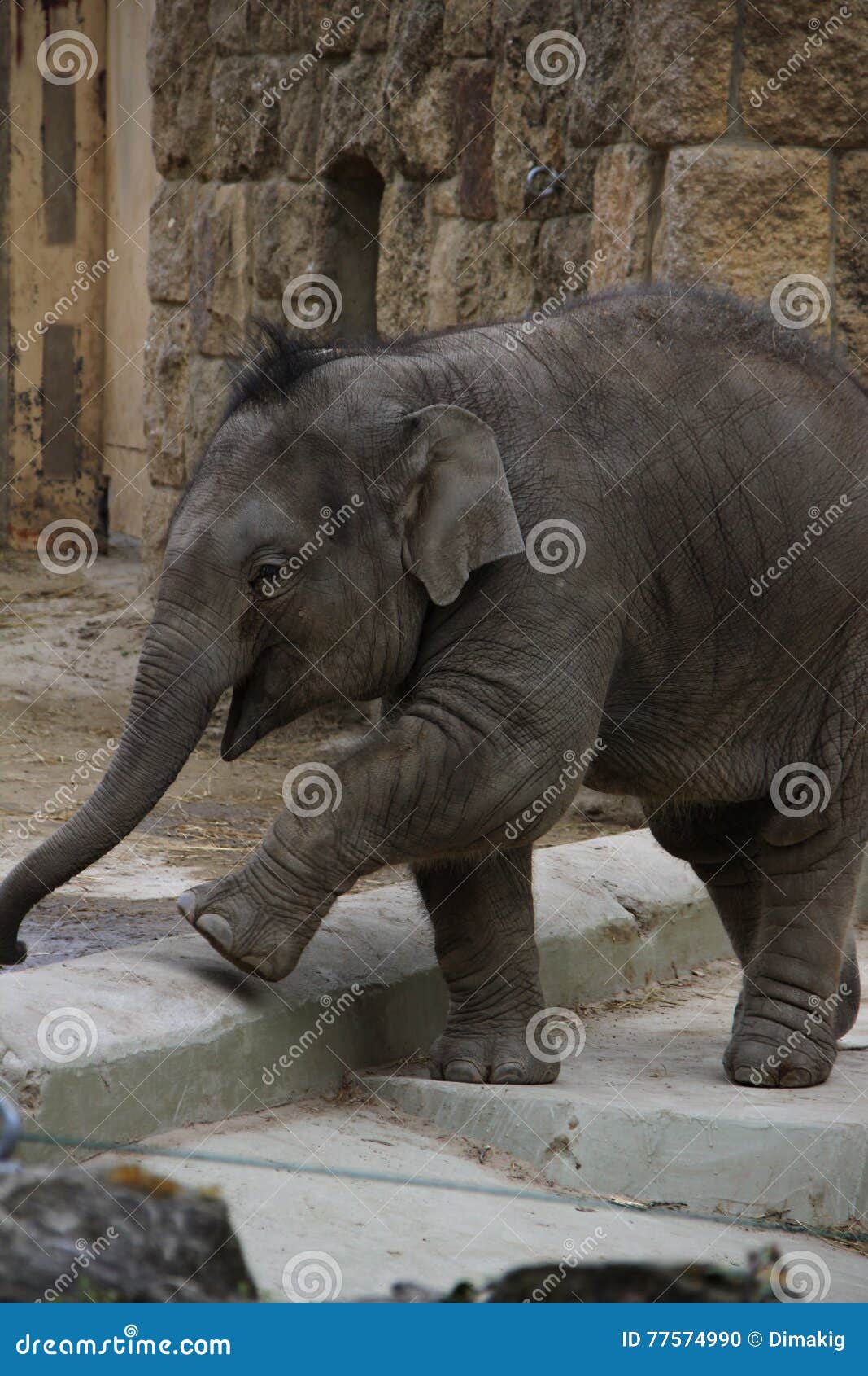 Baby Elephant Walking in the Park Stock Photo Image of walking