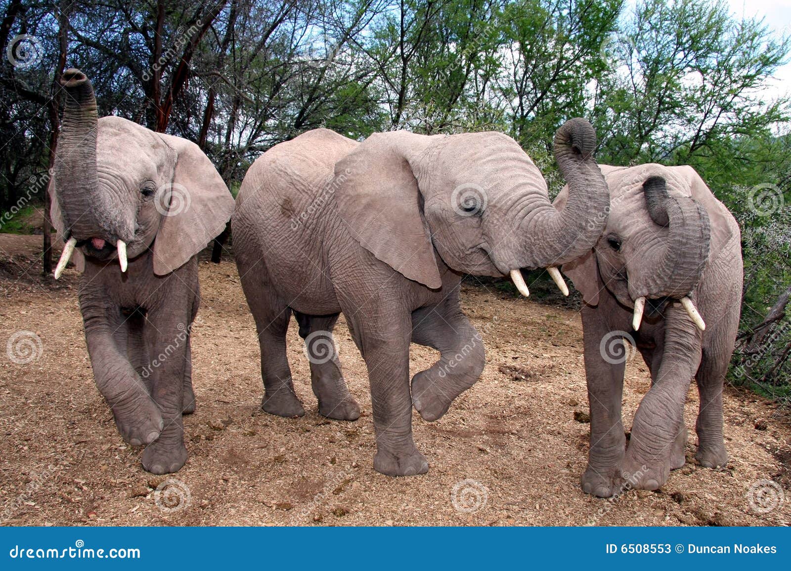 Baby Elephants stock image. Image of feet, trees, trio 6508553