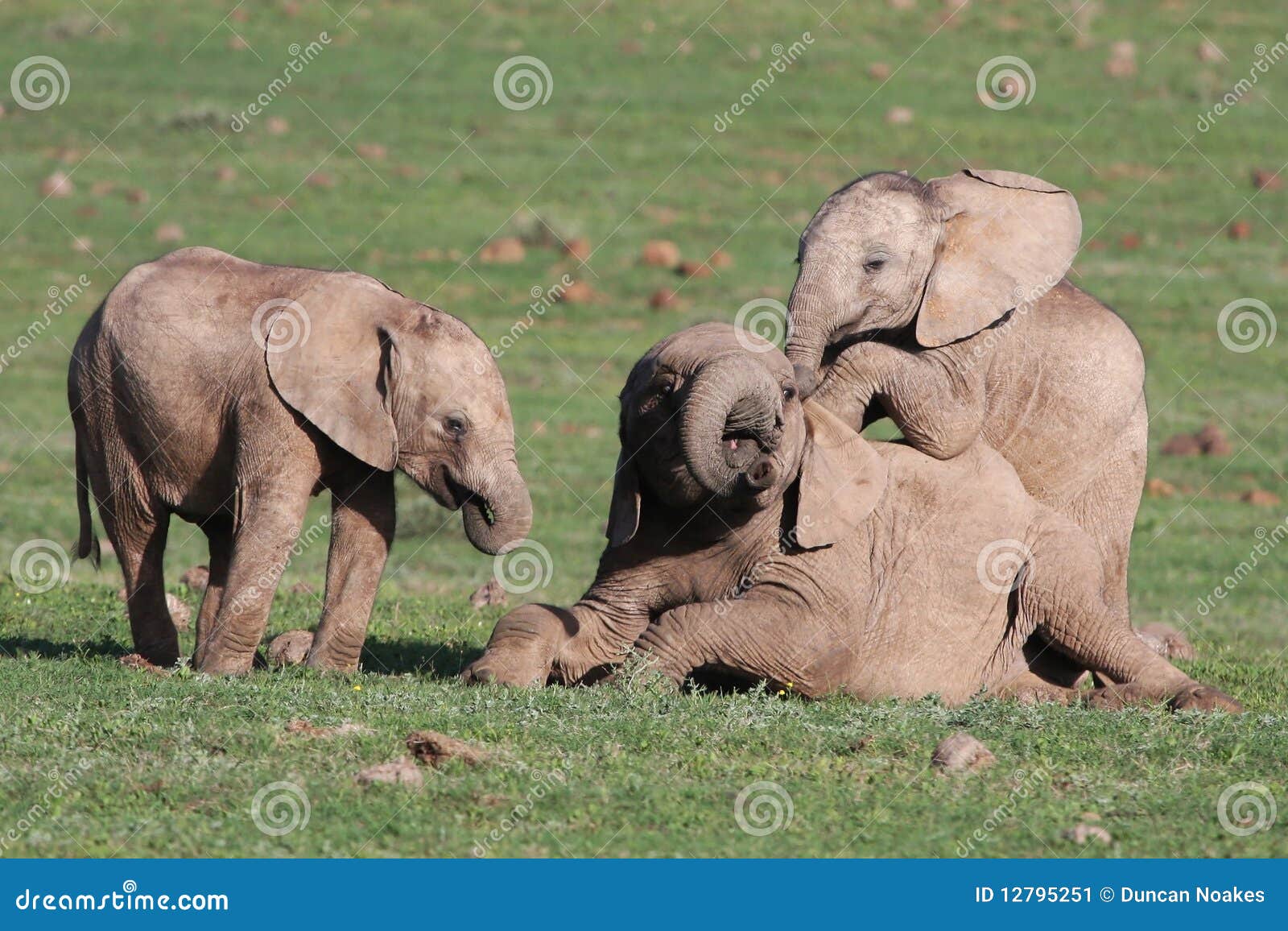 Baby Elephants Playing Games Stock Image Image of play, playing 12795251