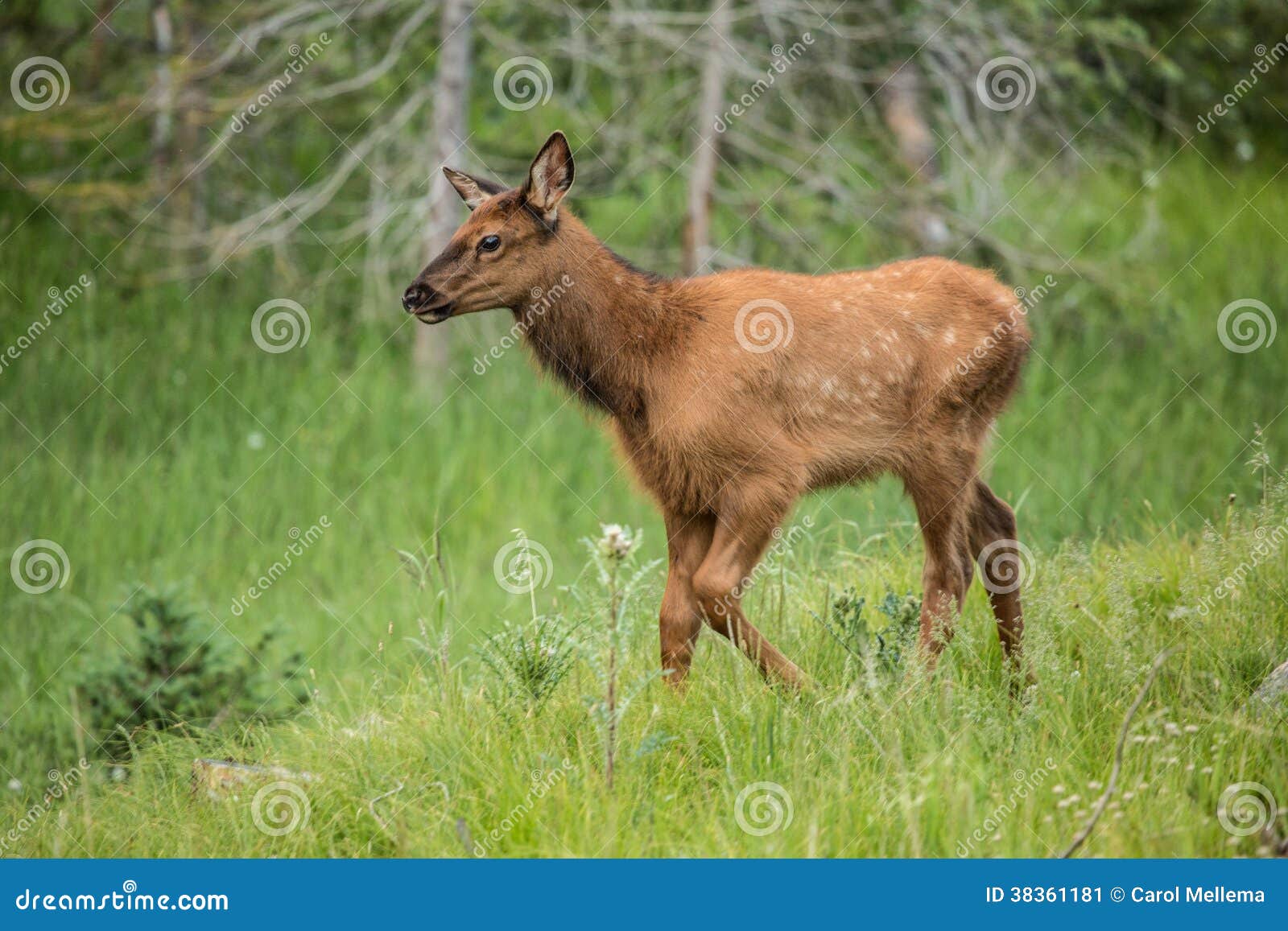 Baby Elk Calf Walking in Grass in Colorado Stock Image Image of park