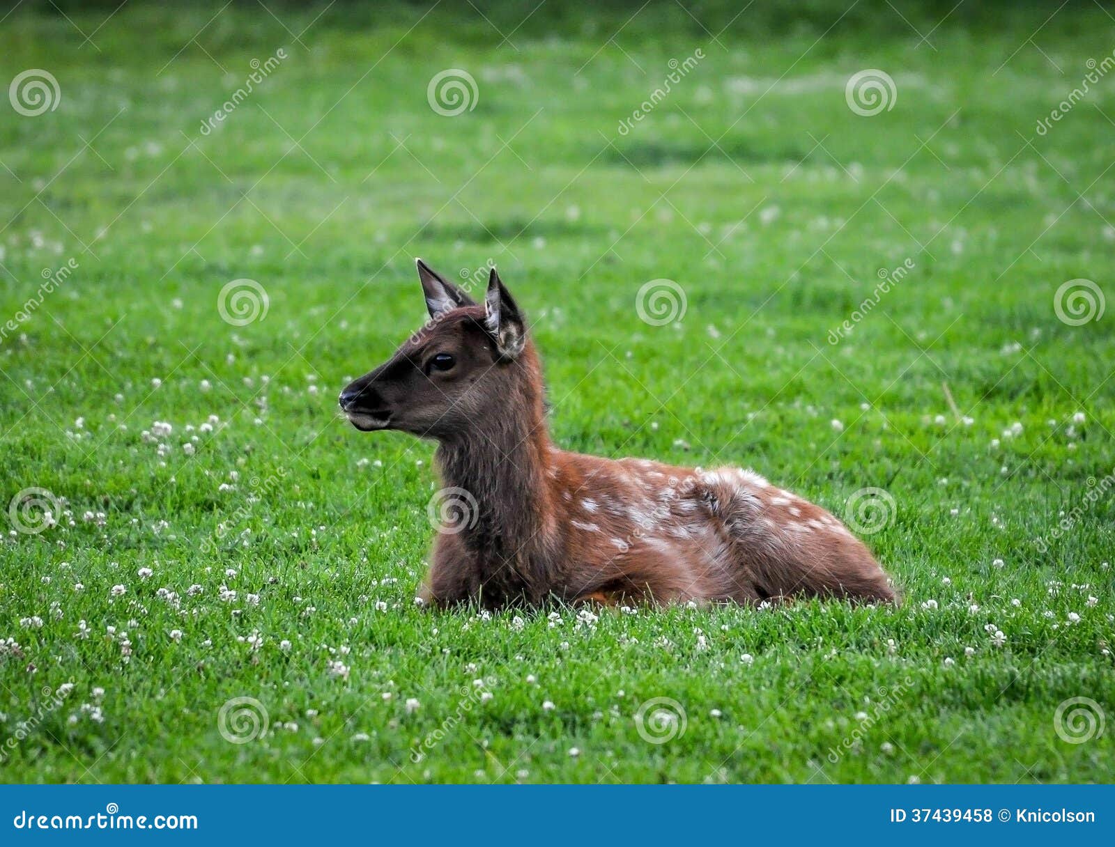 Baby Elk stock photo. Image of mammals, wapiti, wildlife - 37439458, image size:1600x1216