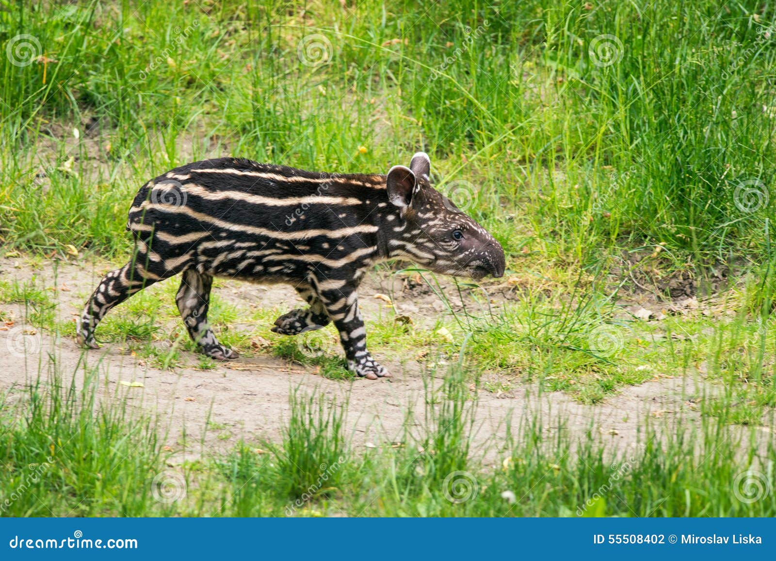 baby of the endangered south american tapir