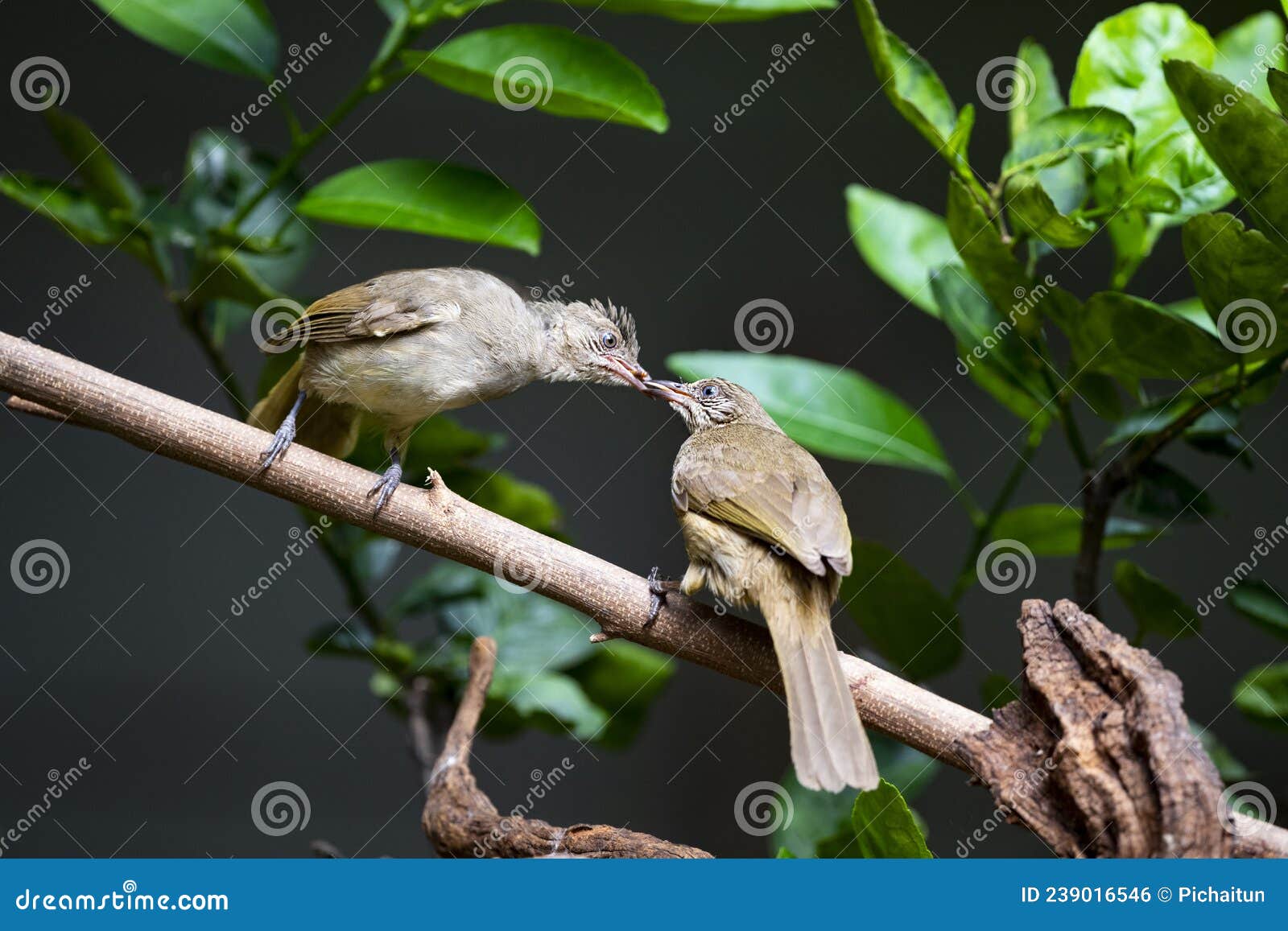 Baby Feeding stock photo. Image of white, passerine 239016546