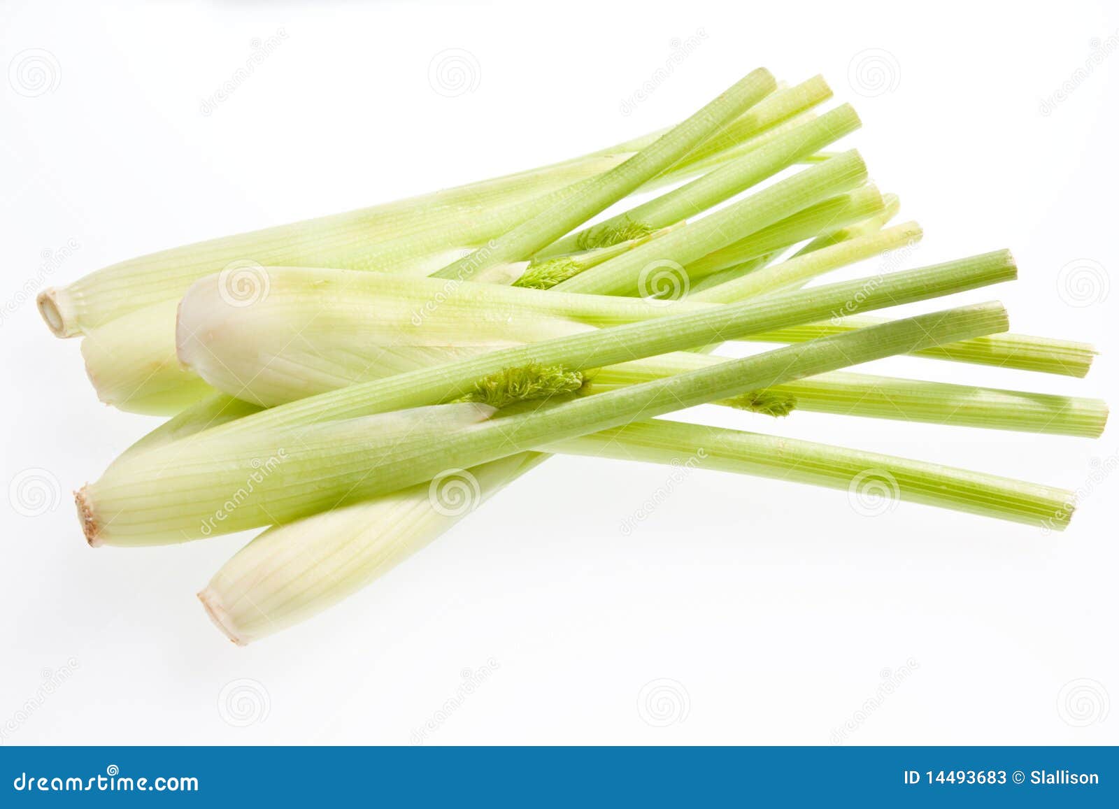 301 Baby Fennel Stock Photos Free & RoyaltyFree Stock Photos from