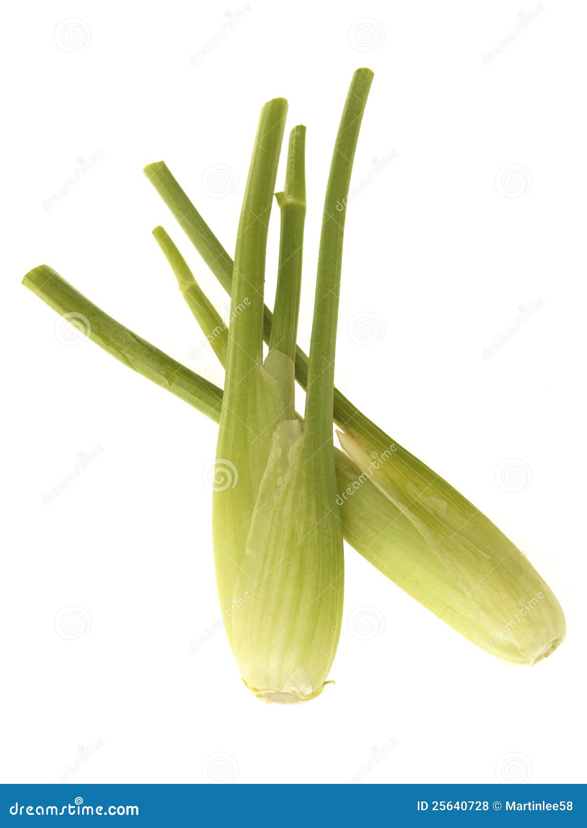 Baby Fennel stock photo. Image of scented, vegetable 25640728