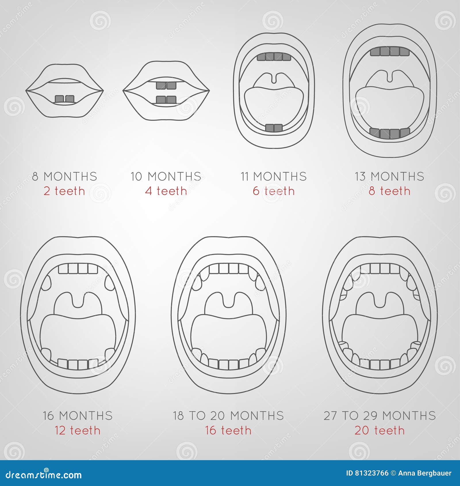 Deciduous Teeth Chart