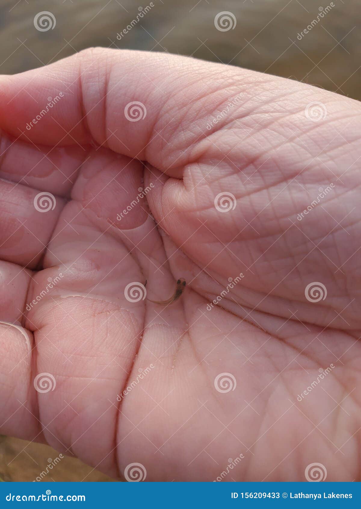 Baby Fish in the Palm of My Hand Stock Image - Image of minnow, lake:  156209433