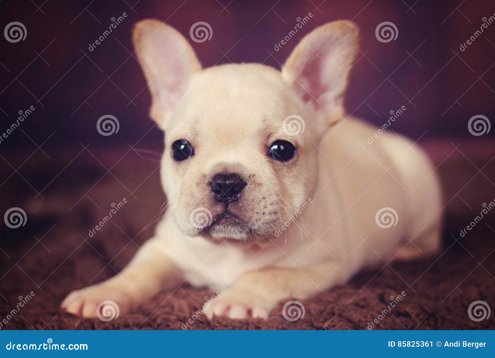 cute baby french bulldogs