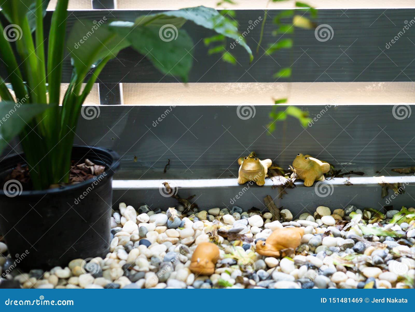 Baby frog in the toilet stock image. Image of scallop 151481469