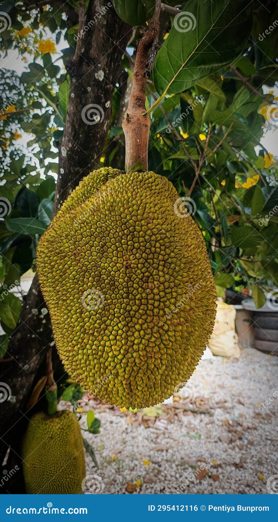 Baby Fruit, Big Jackfruit, Flower Jackfruit, Green Stock Photo Image
