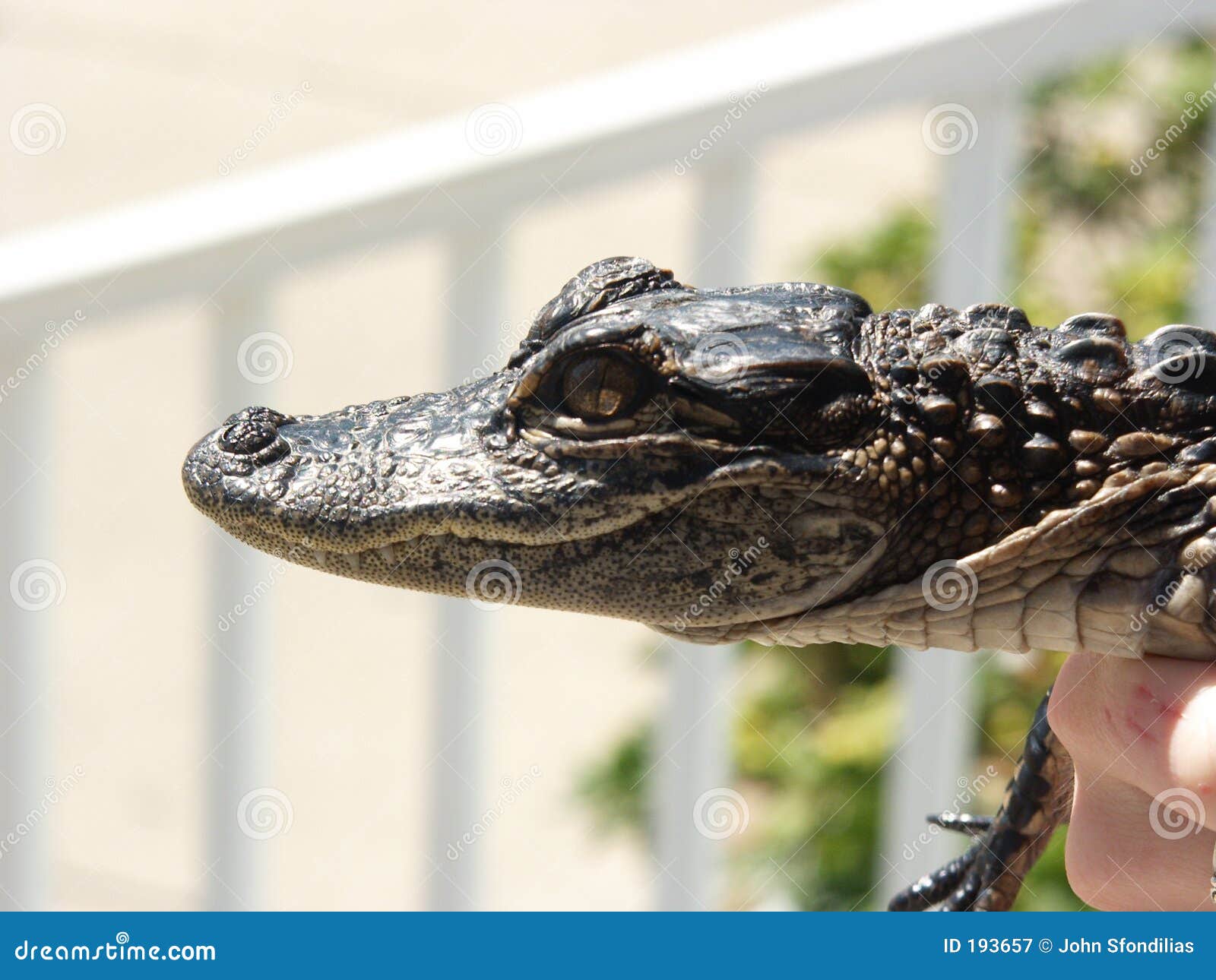 848 Baby Gator Stock Photos - Free & Royalty-Free Stock Photos from  Dreamstime