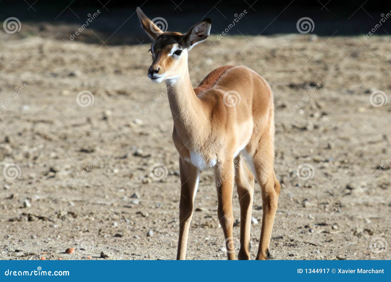 infant gazelles