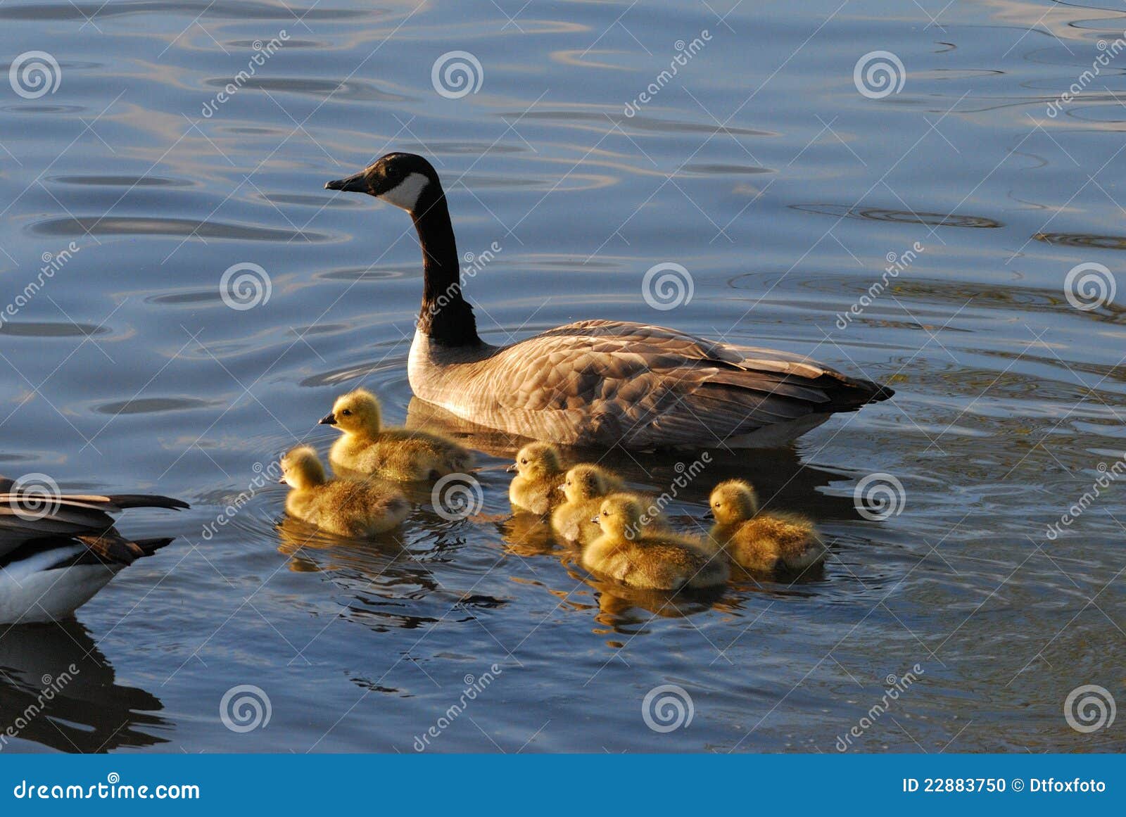 Baby Geese and Mom stock photo. Image of golden, water 22883750