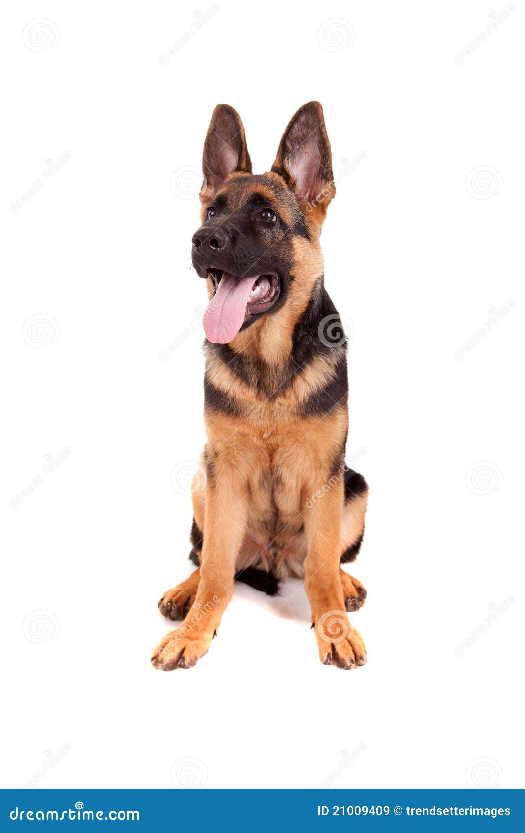 Baby German Shepherd Stock Image Image Of Domestic Obedient Baby German Shepherd Stock Image Image Of Domestic Obedient