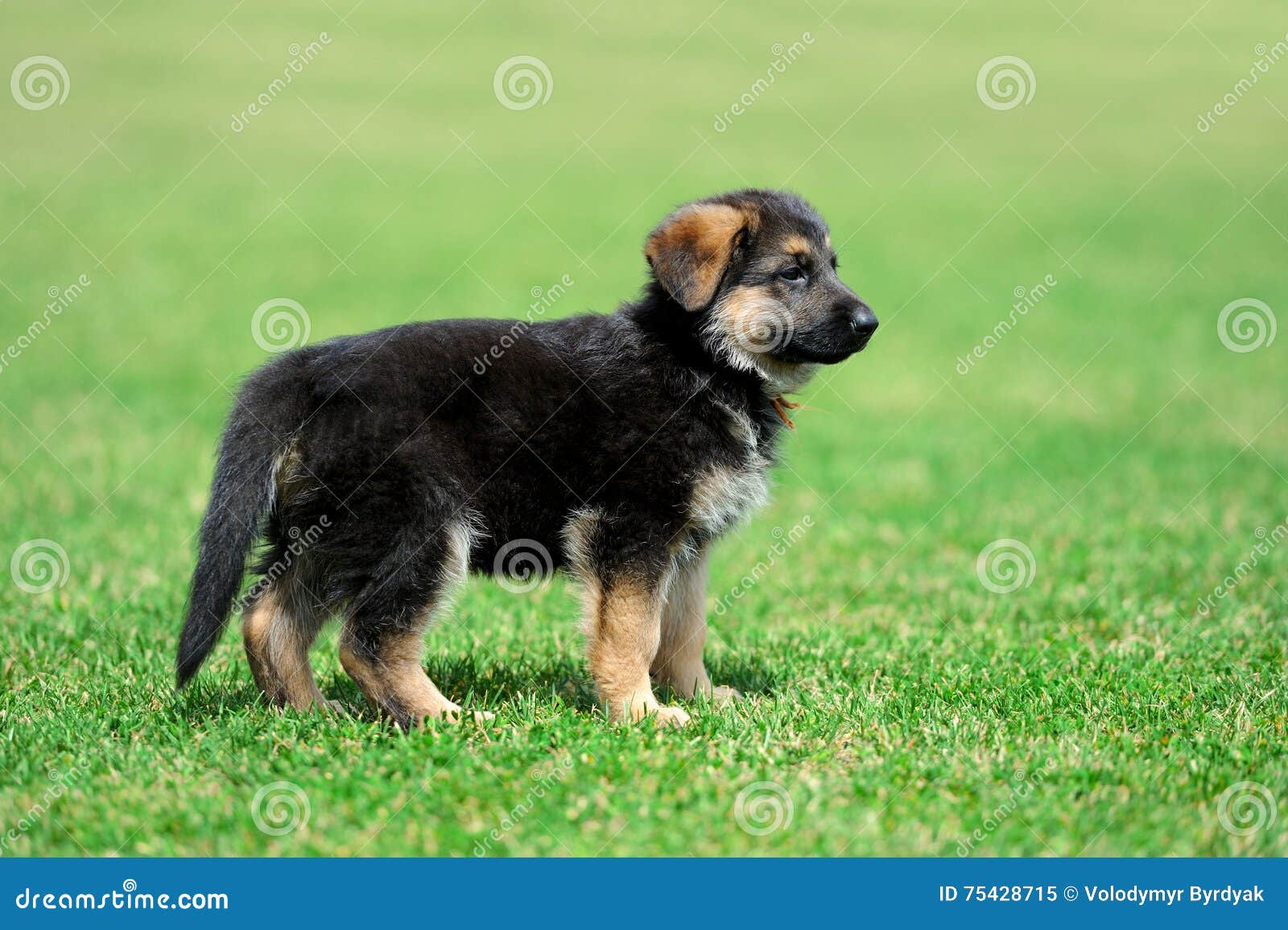 Baby German Shepherd stock image. Image of animal, mammal - 75428715