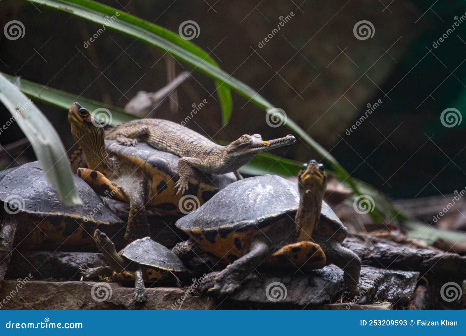 baby ghariyal crocodile riding on turtle's back