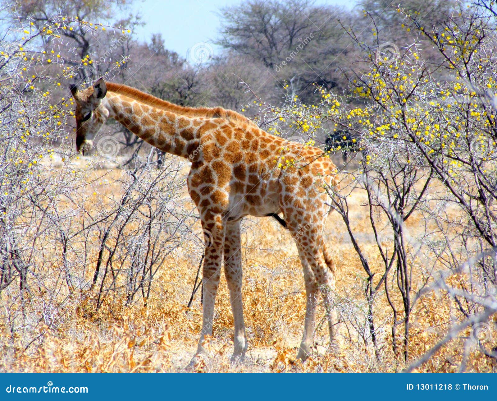 Baby giraffe stock photo. Image of animal, park, african 13011218