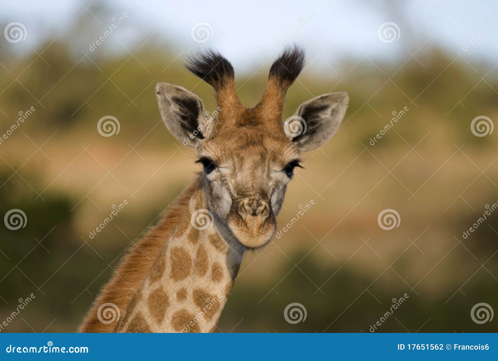 Baby Giraffe stock photo. Image of wild, giraffe, outdoors 17651562