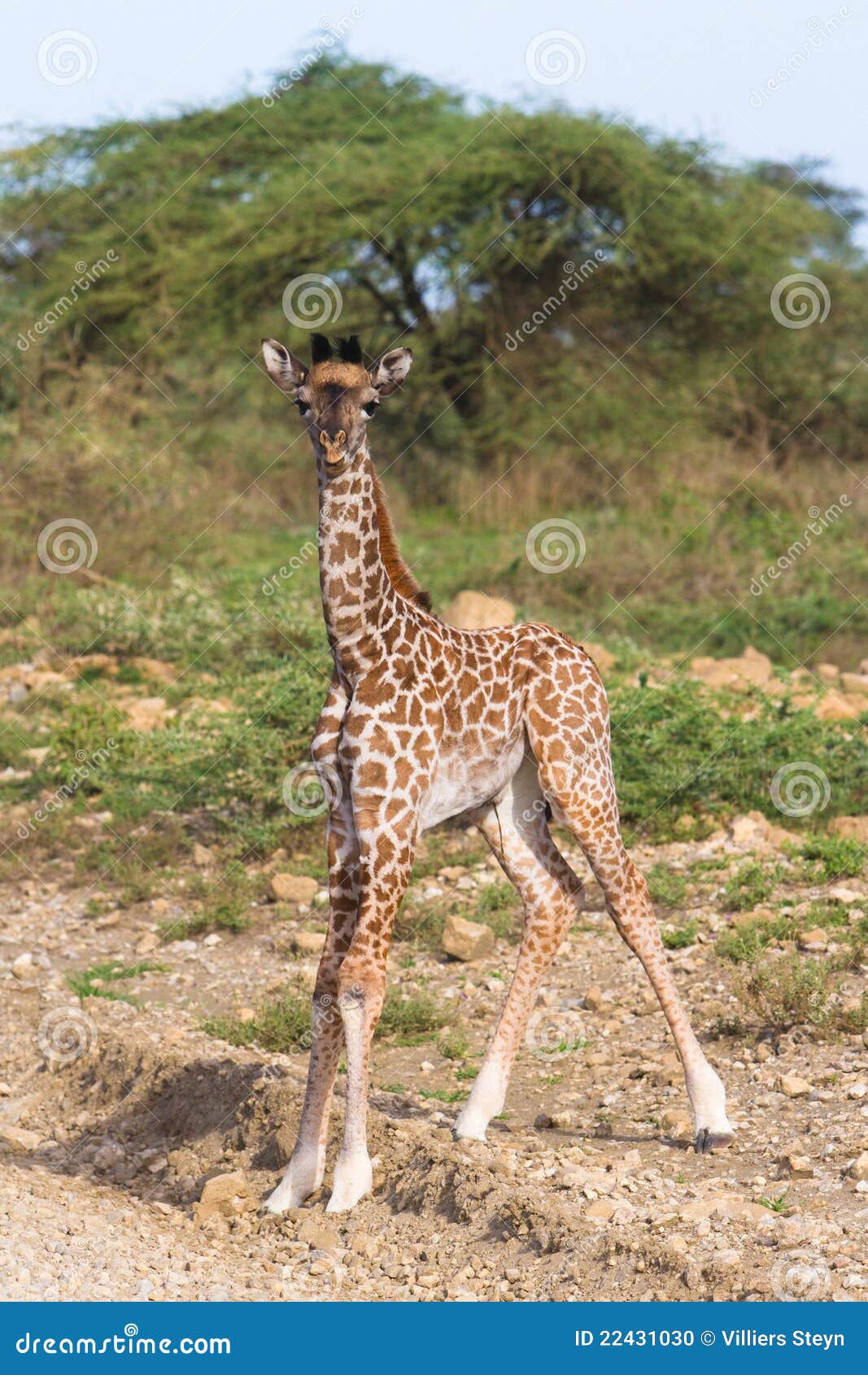Baby giraffe stock photo. Image of neck, coat, young 22431030