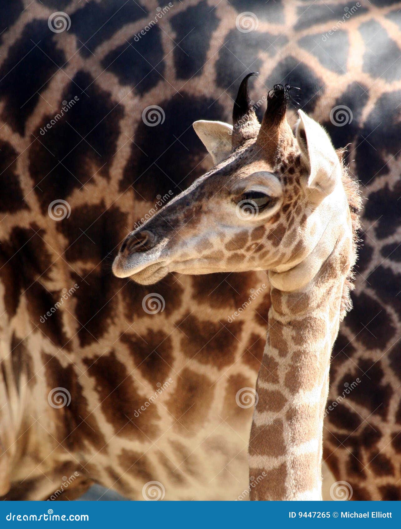 Baby Giraffe stock image. Image of animal, mother, sunny 9447265