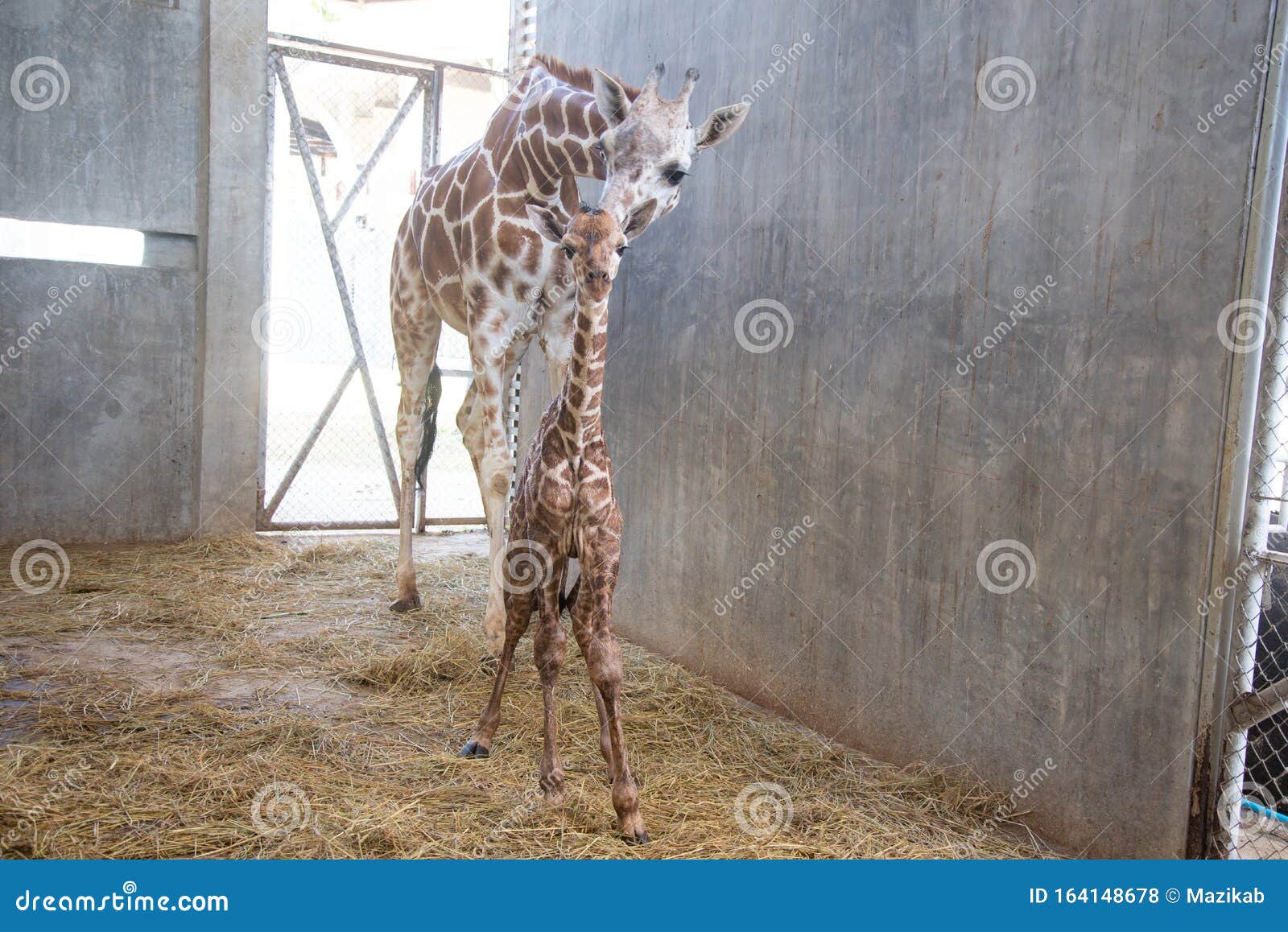 Baby Giraffe is Giving Birth on the Land Stock Photo - Image of