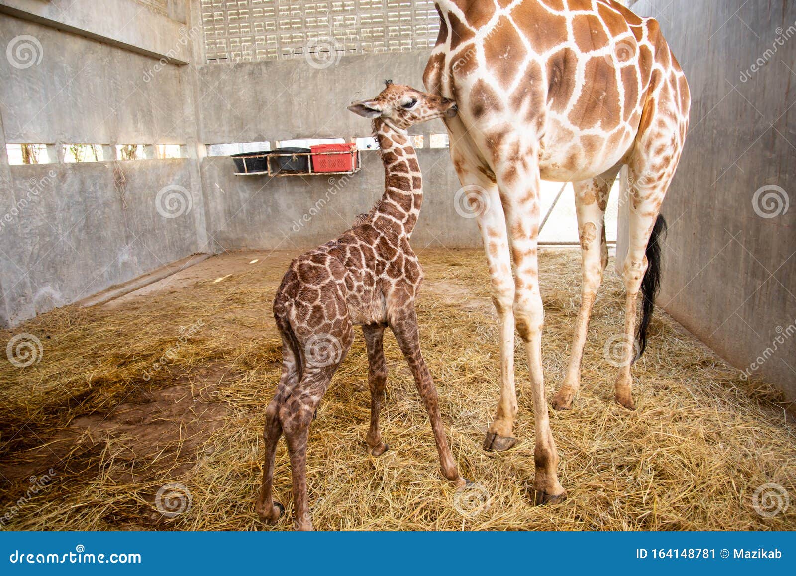 Baby Giraffe is Giving Birth on the Land Stock Image - Image of mammal