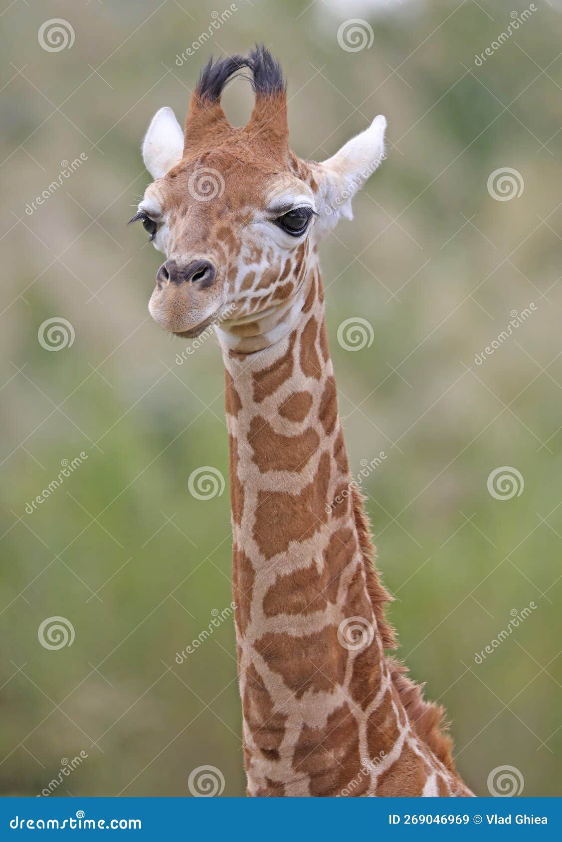 Baby Giraffe head close up stock image. Image of tall - 269046969