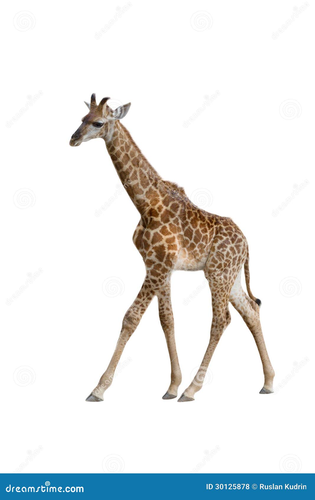 Baby giraffe stock photo. Image of mammal, image, isolated 30125878