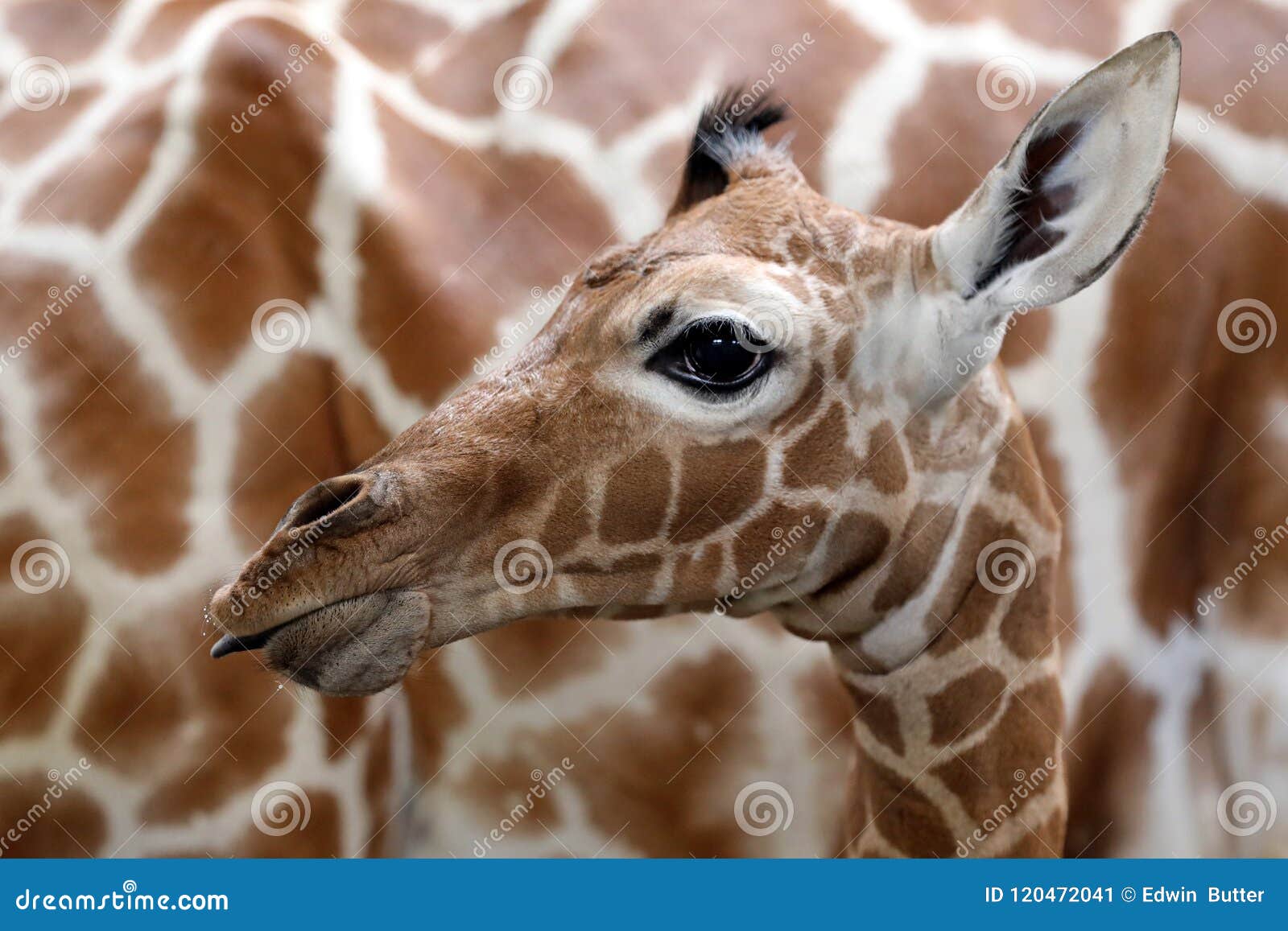Baby giraffe stock image. Image of south, mother, fauna 120472041