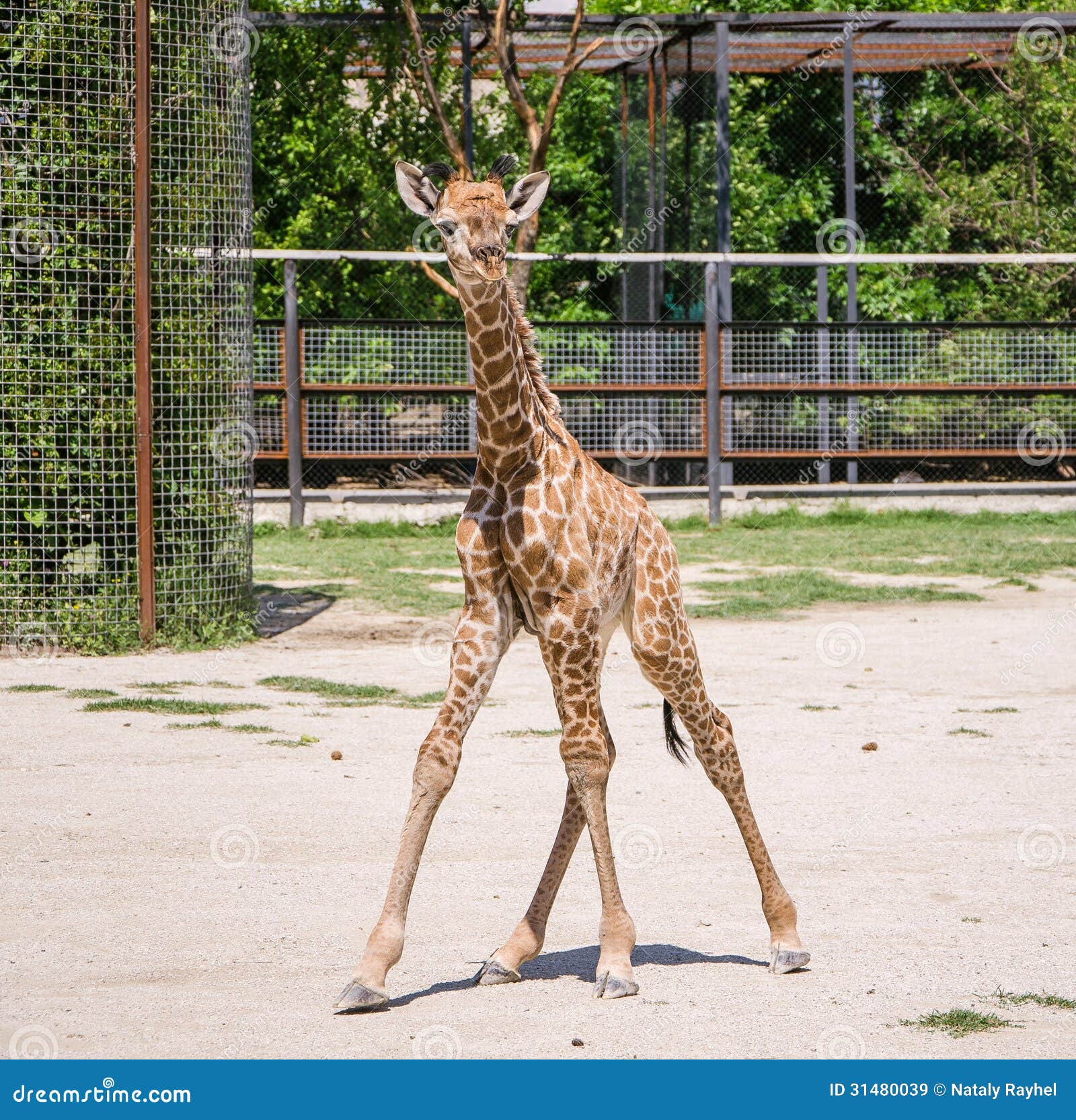 Baby giraffe stock image. Image of hair, nature, neck 31480039