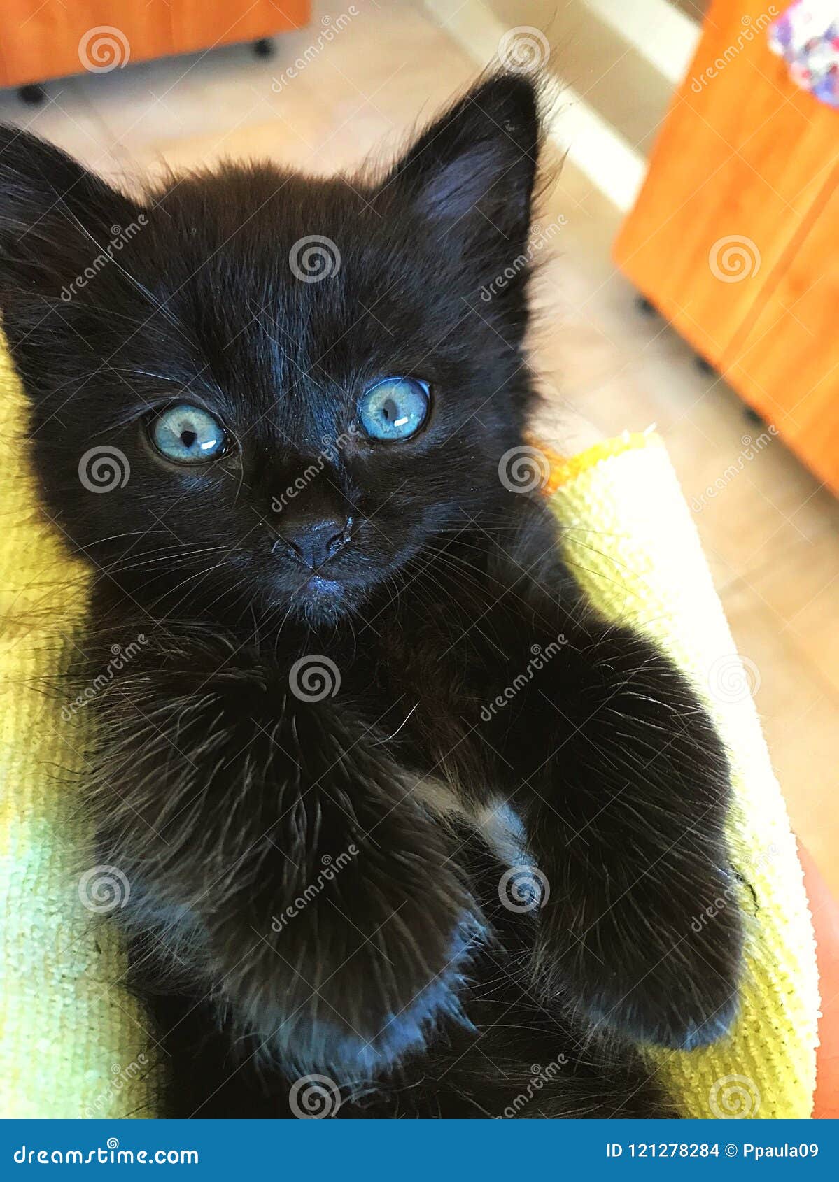 132 Bombay Cats Photos Free Royalty Free Stock Photos From Dreamstime 132 Bombay Cats Photos Free Royalty Free Stock Photos From Dreamstime