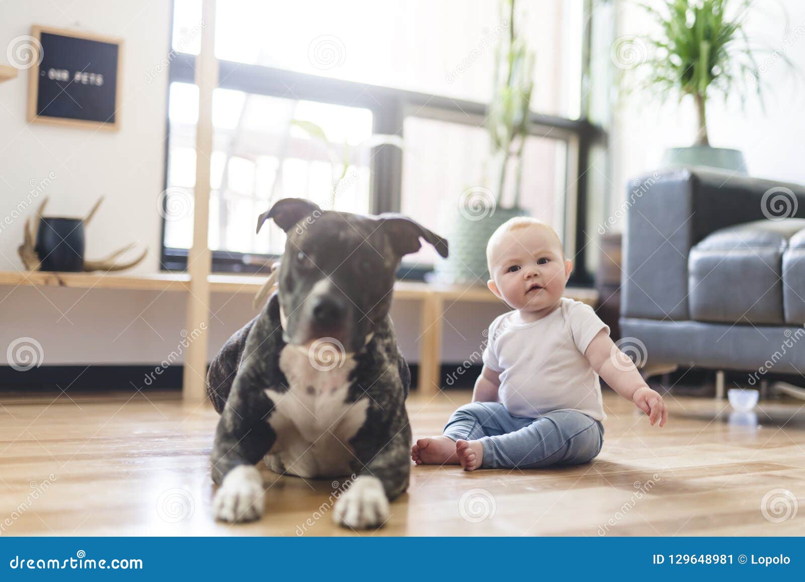 Baby Girl Sitting With Pitbull On The Floor Stock Image Image Of