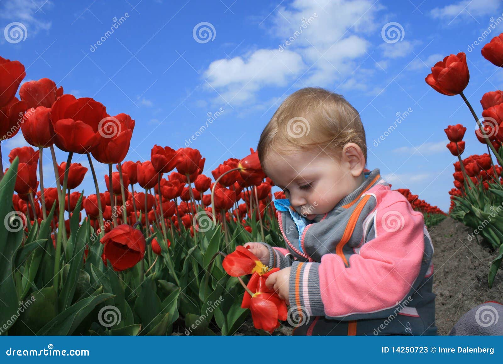 Babygirl with tulips stock image. Image of harvest, ground 14250723