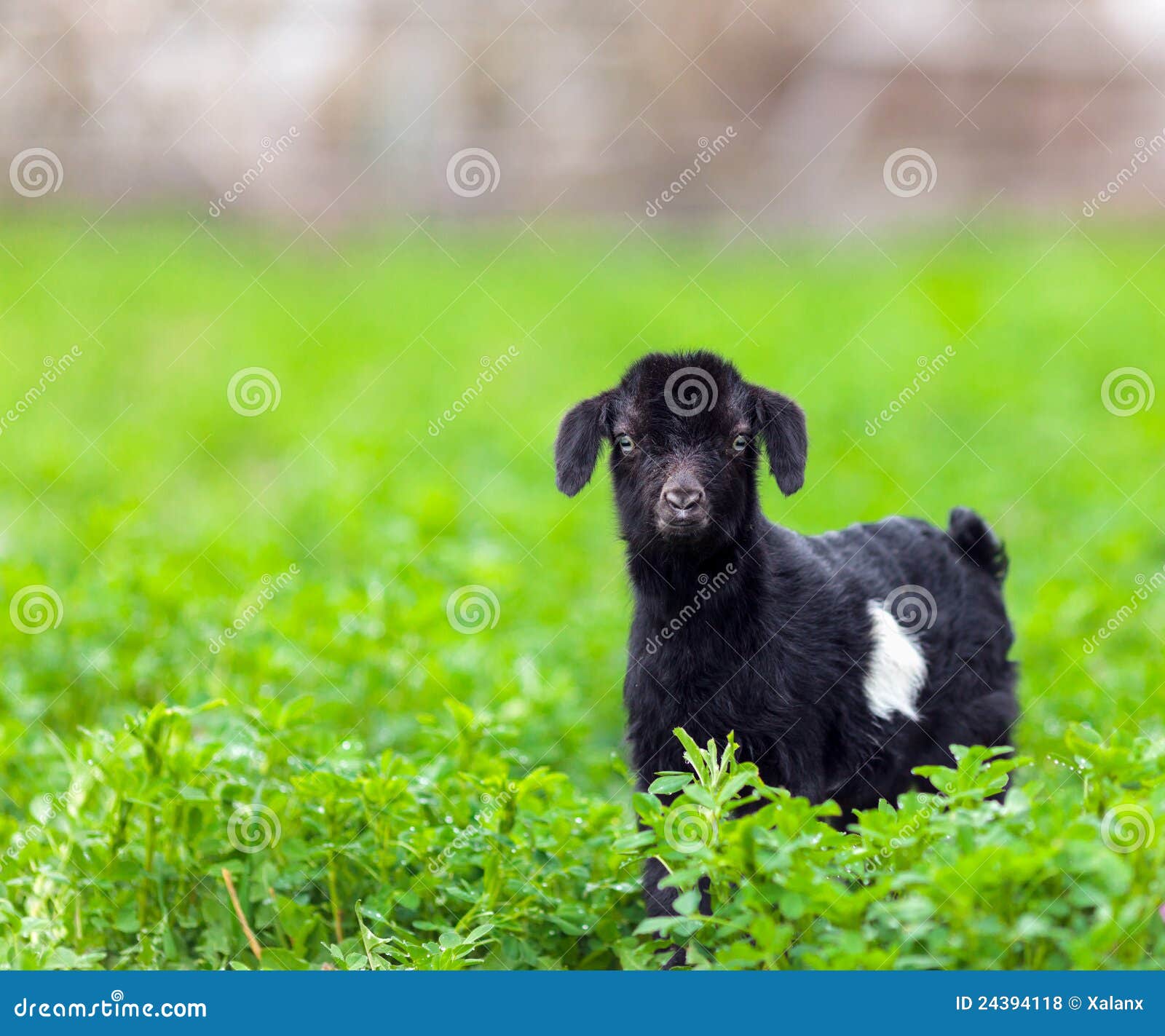 Baby goat in a grass field stock photo. Image of countryside 24394118
