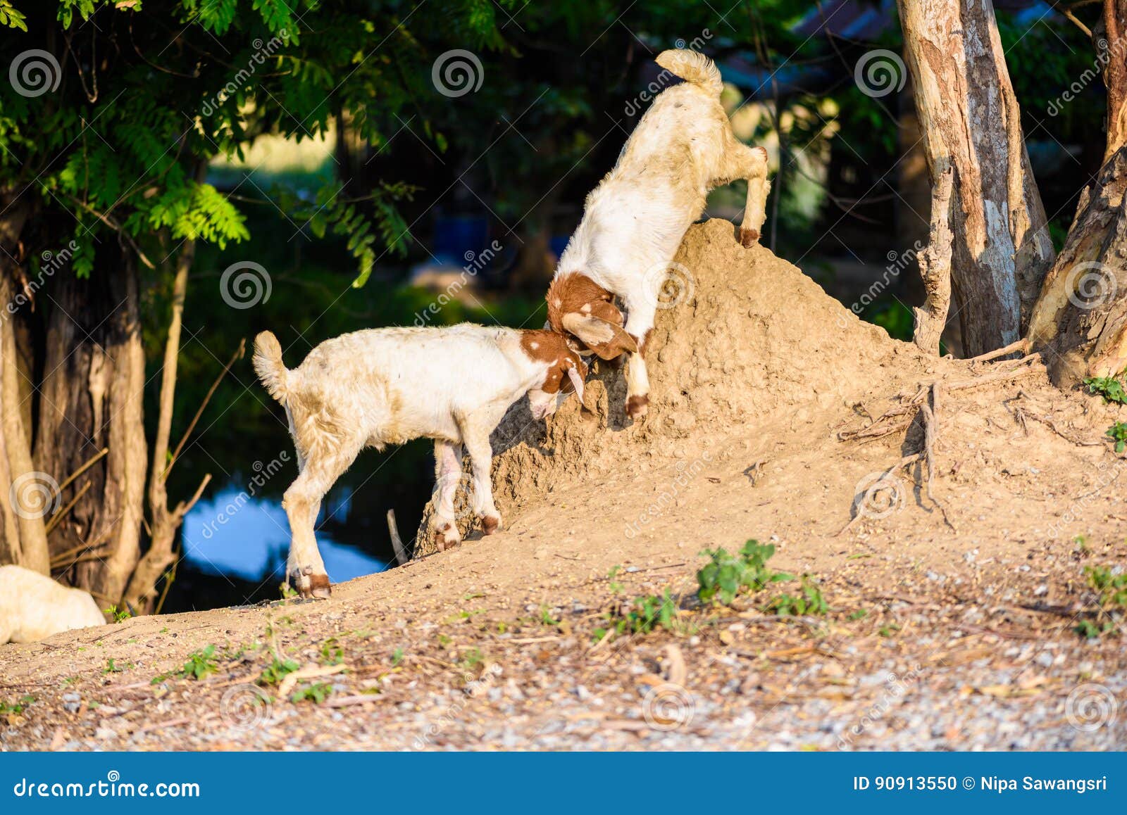 Baby Goat kidding stock photo. Image of milk, summer 90913550