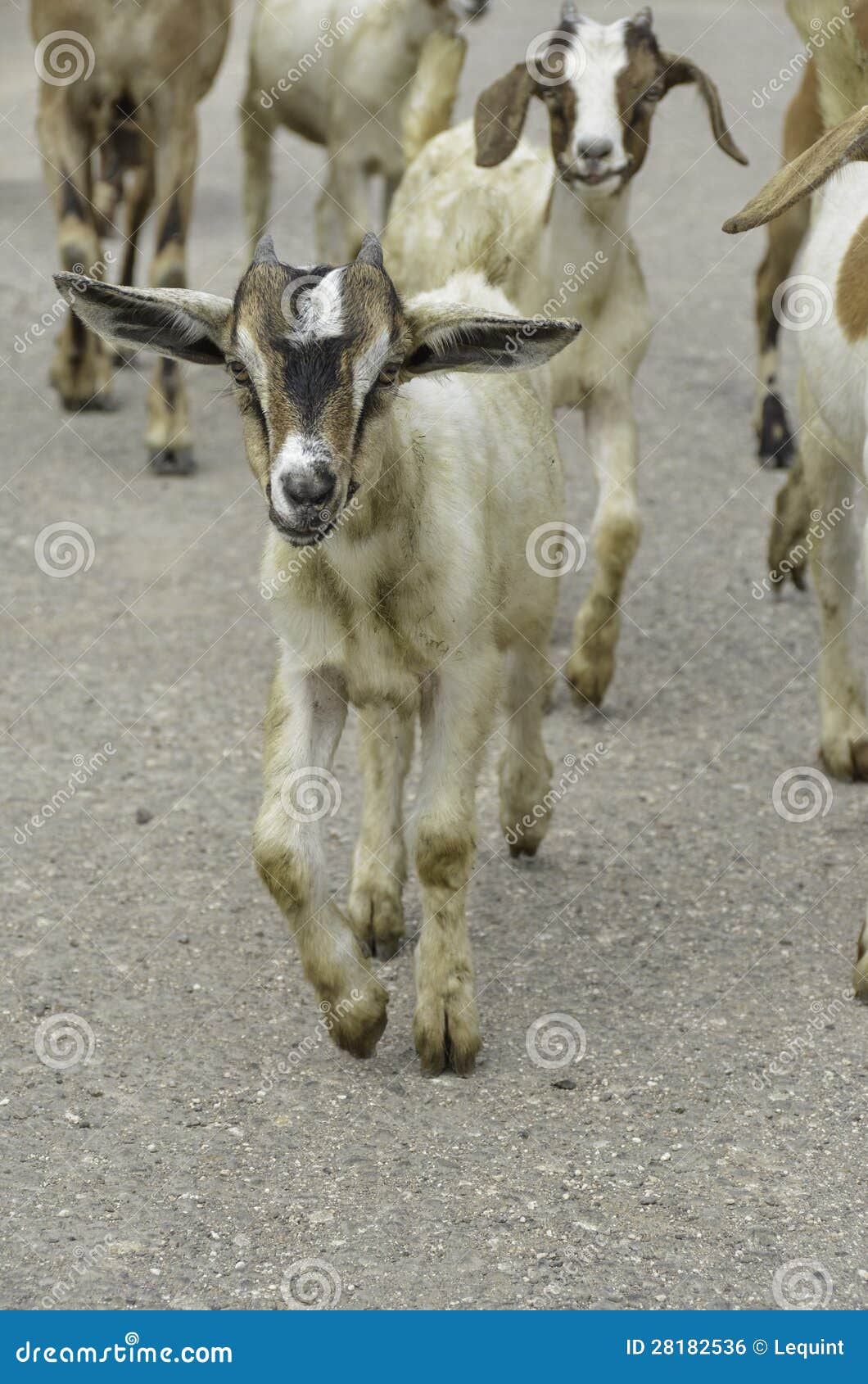 Baby goats kids walking stock photo. Image of walk, hooves 28182536