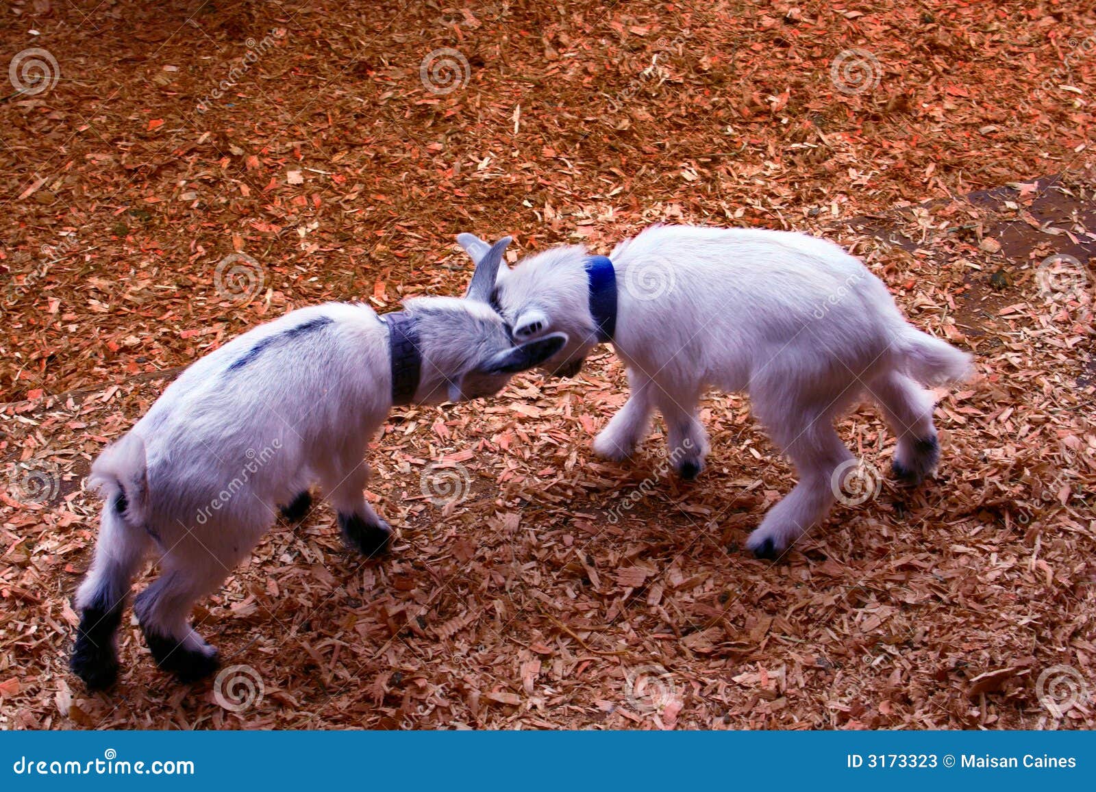 Baby Goats Playing stock image. Image of children, kids 3173323