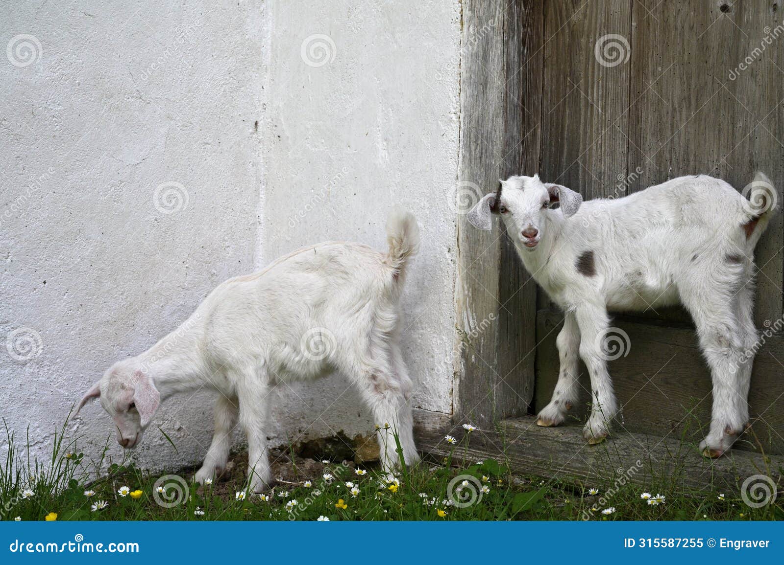 baby goats white furry animals farm