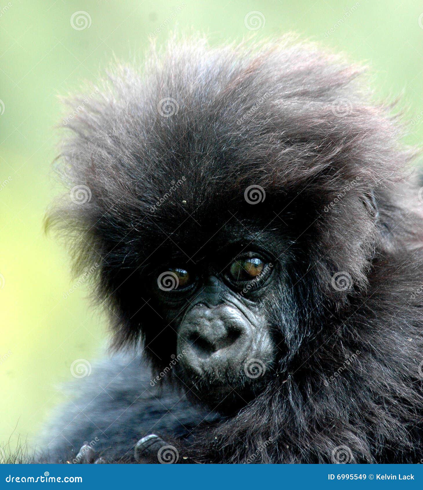 2,252 Gorilla Hair Stock Photos - Free & Royalty-Free Stock Photos