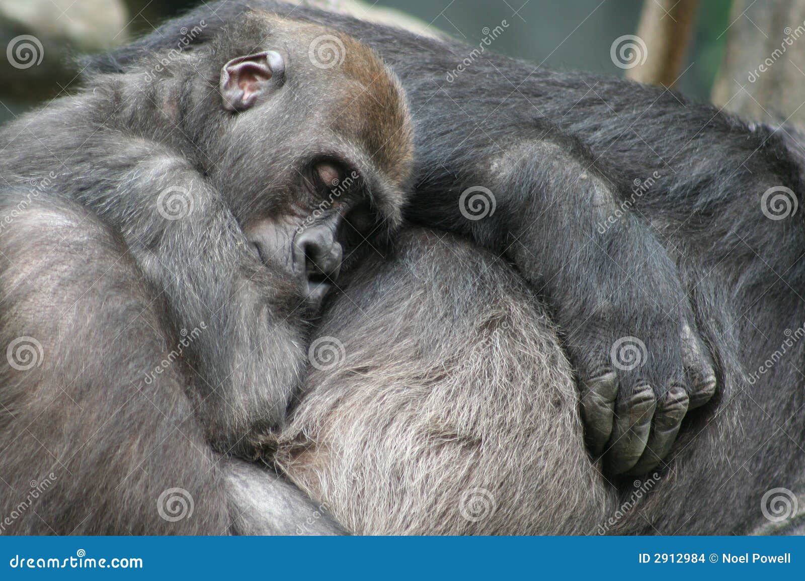 Baby Gorilla In Congo Rainforest RoyaltyFree Stock Image