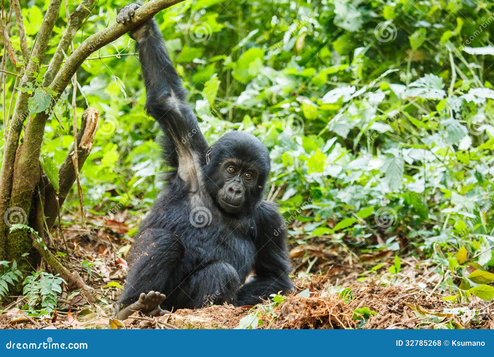 Baby gorilla stock photo. Image of animal, life, gorilla 32785268