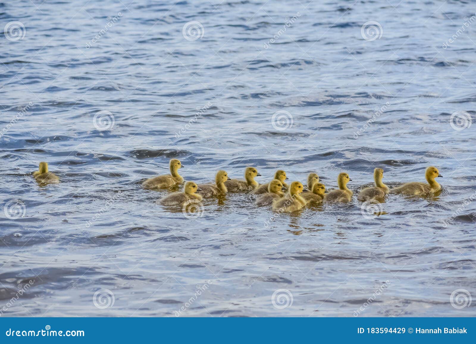 baby goslings swimming in pell lake