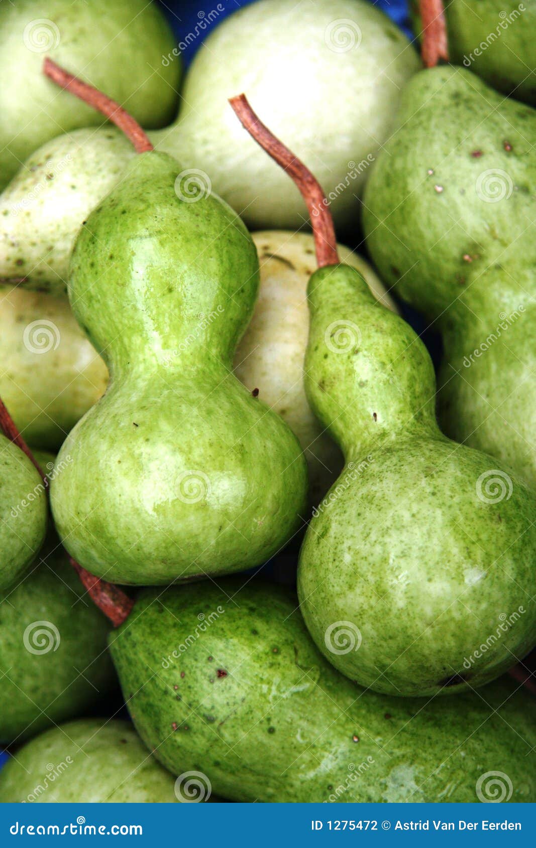 Baby Gourd stock photo. Image of east, nice, garden, botanic 1275472