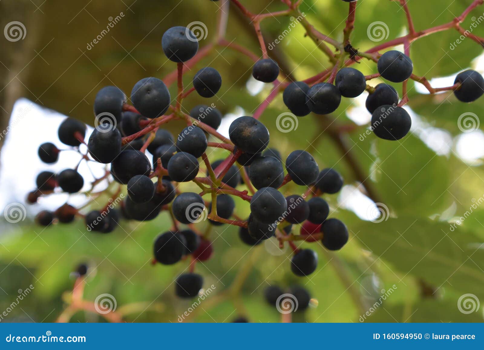 Baby grapes stock photo. Image of vineyard, grapes, vine 160594950